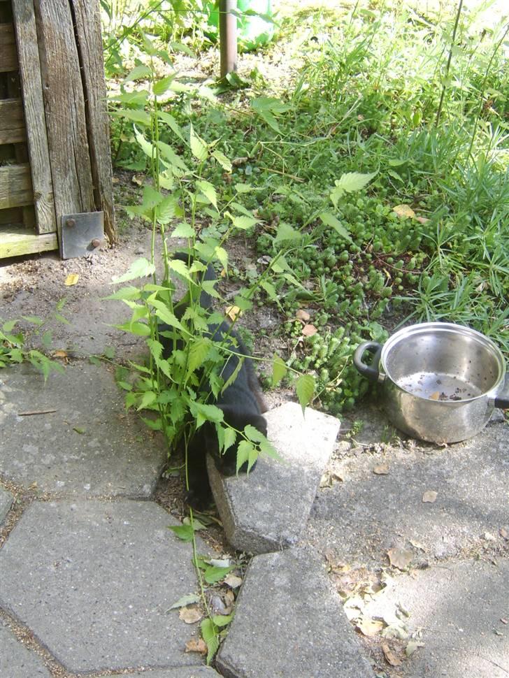 Huskat Sofus - Er væk billede 10