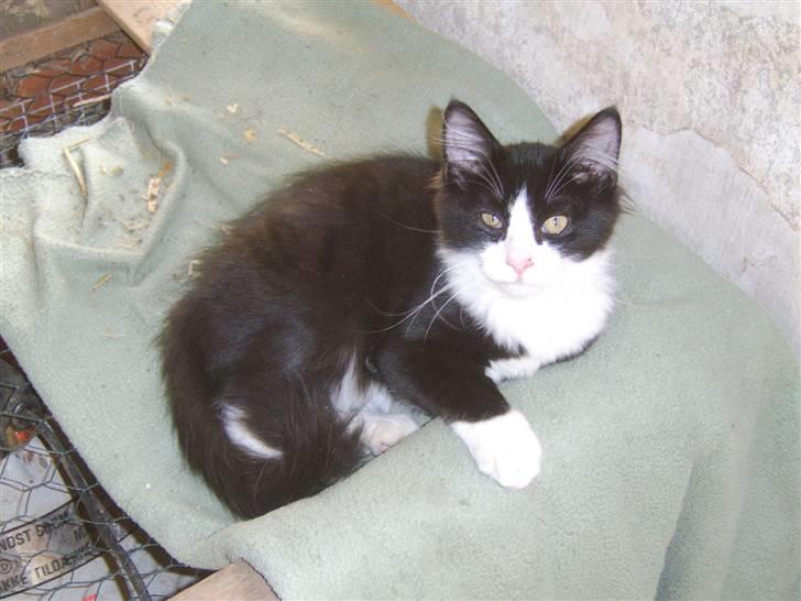 Blanding af racer Baby billede 1