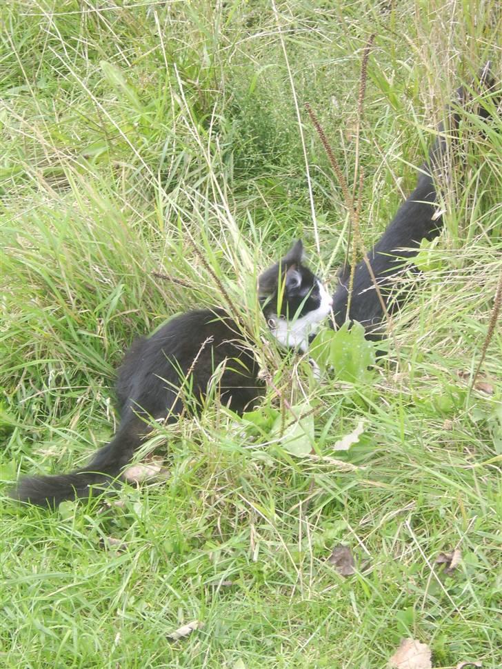 Blanding af racer Baby billede 2