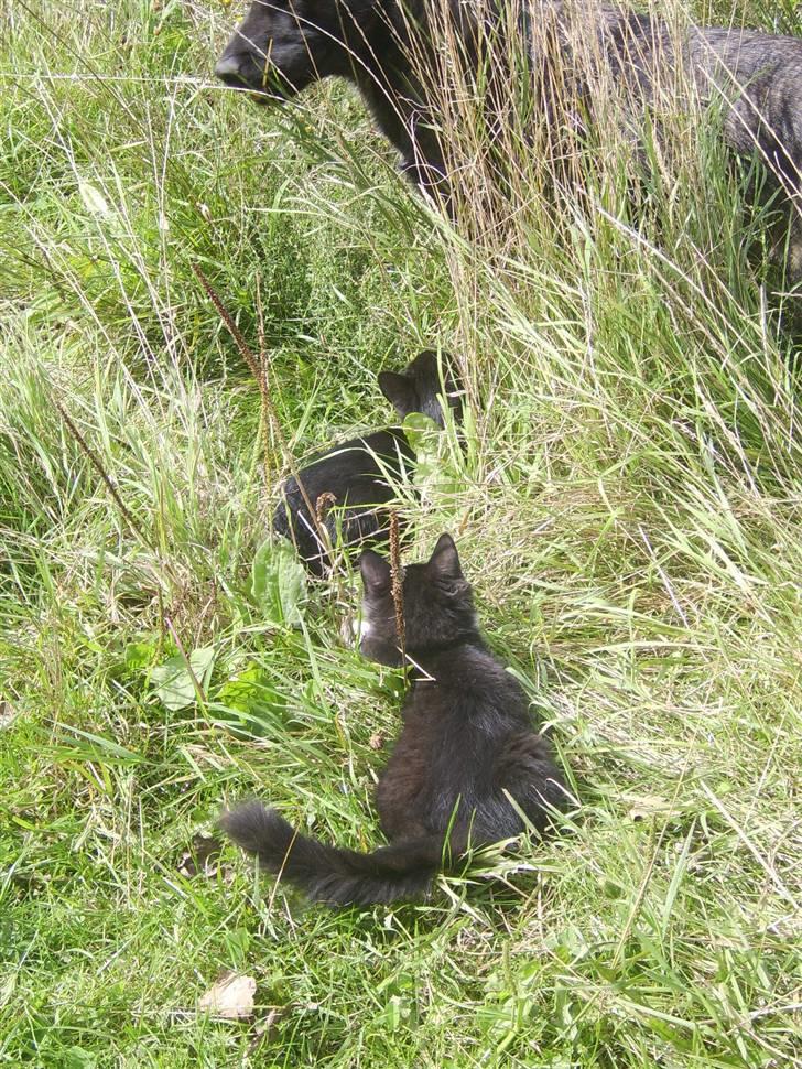 Blanding af racer Baby billede 3