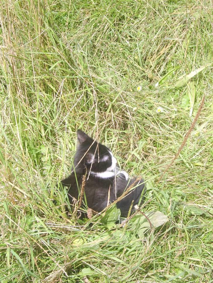 Blanding af racer Baby billede 4