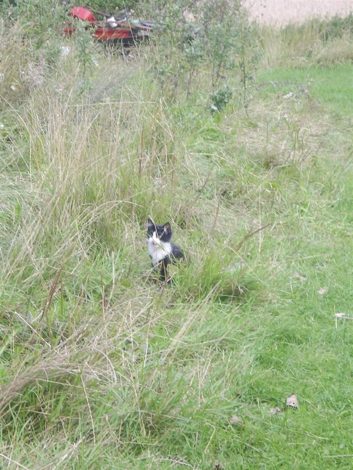 Blanding af racer Baby billede 5