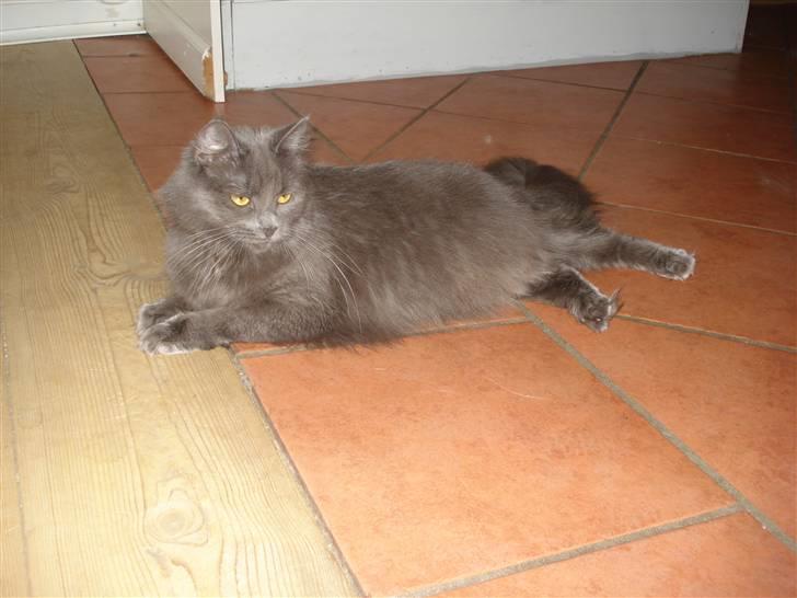 Norsk Skovkat Ditte billede 1