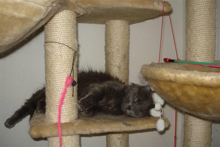 Norsk Skovkat Ditte billede 2