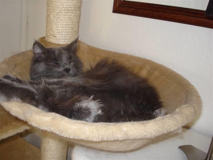 Norsk Skovkat Ditte billede 4