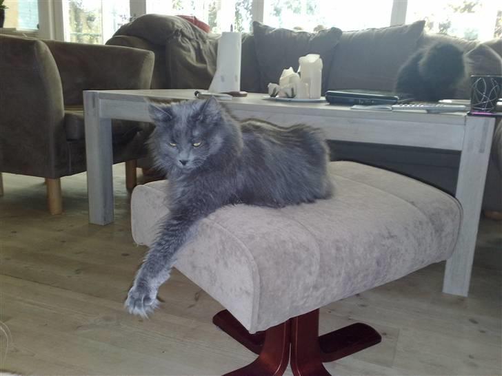 Norsk Skovkat Ditte billede 5