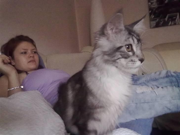 Maine Coon Lexus billede 8