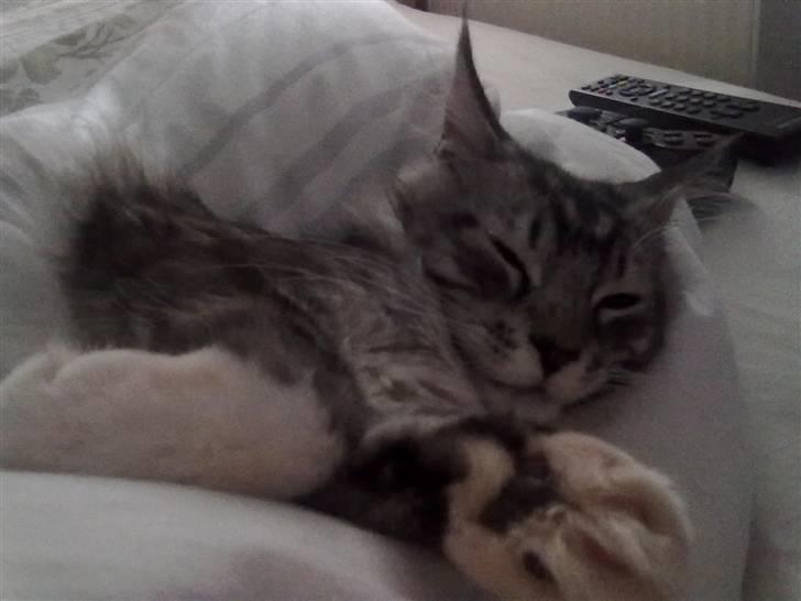 Maine Coon Lexus billede 9