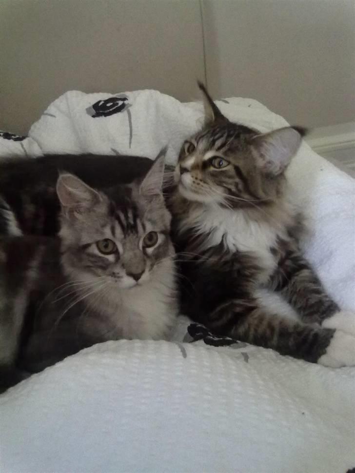 Maine Coon Lexus billede 10