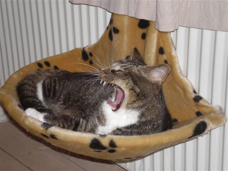 Huskat Fabian - Jeg er farlig!! og træt... billede 13