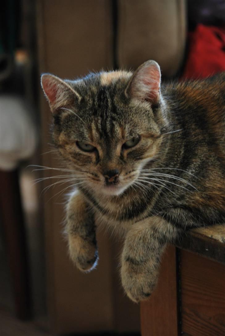 Huskat Mevsi billede 1