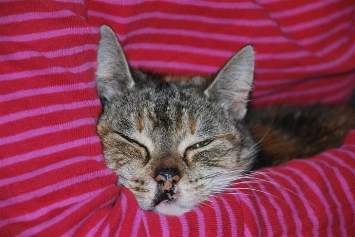 Huskat Mevsi billede 2