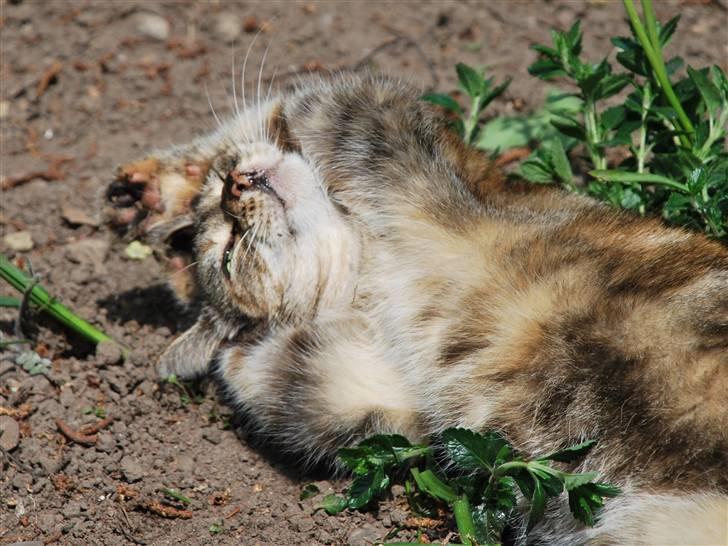 Huskat Mevsi billede 3