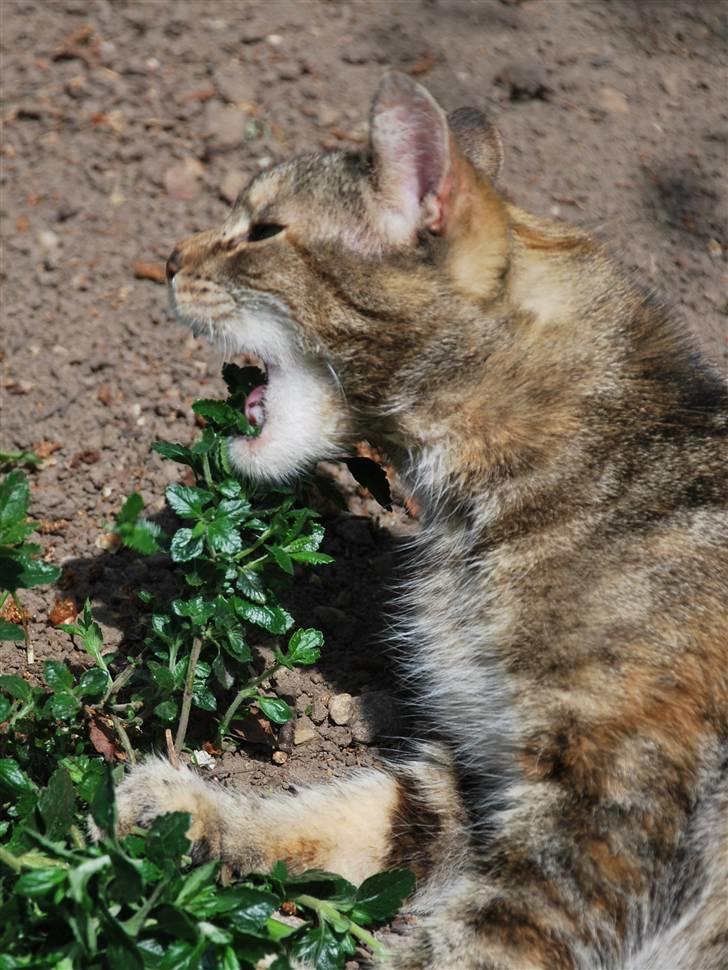 Huskat Mevsi billede 4