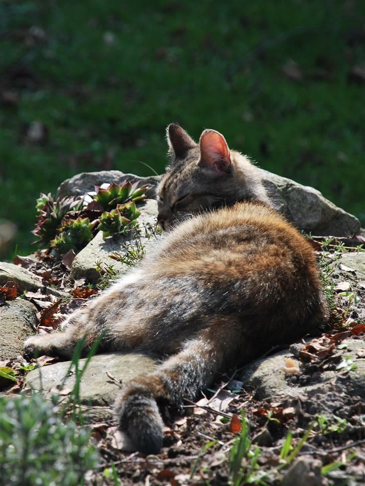 Huskat Mevsi billede 5