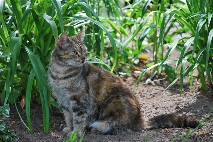 Huskat Mevsi billede 6