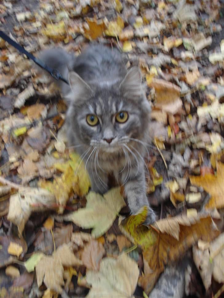 Maine Coon Silke billede 5