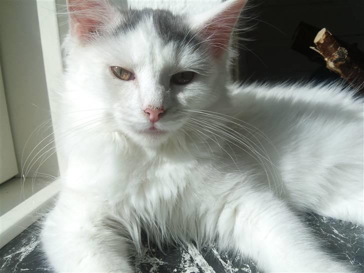 Norsk Skovkat Nelli Snowflake billede 17