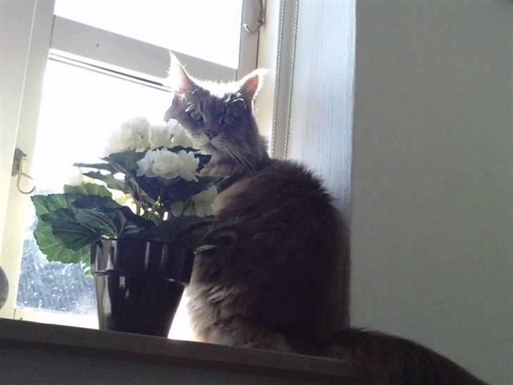 Maine Coon DK Maine Plays Jitterbug billede 7