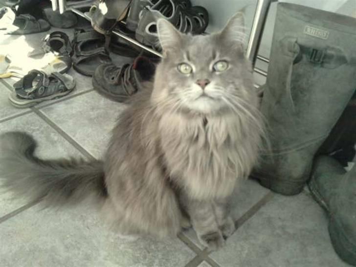 Maine Coon DK Maine Plays Jitterbug billede 8