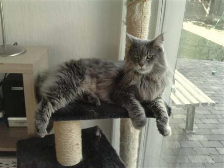 Maine Coon DK Maine Plays Jitterbug billede 9