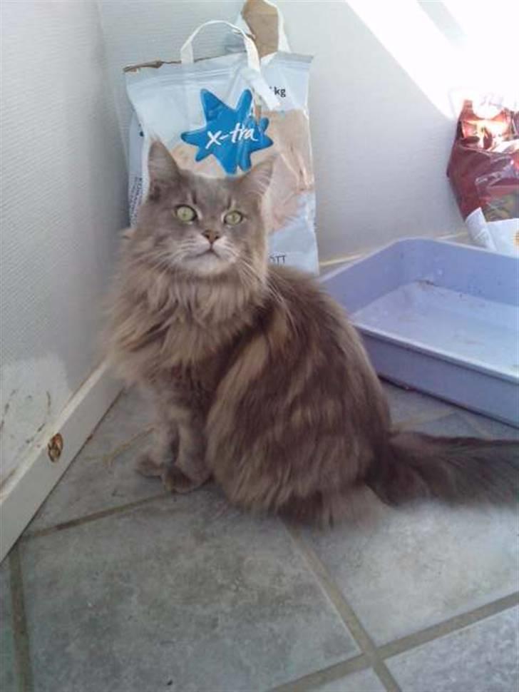 Maine Coon DK Maine Plays Jitterbug billede 10