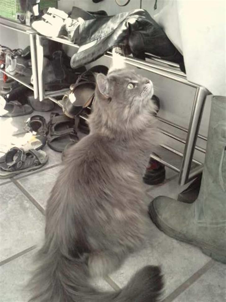 Maine Coon DK Maine Plays Jitterbug billede 11