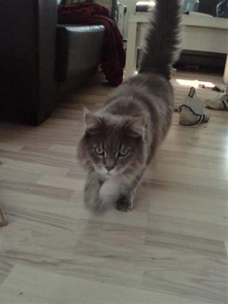 Maine Coon DK Maine Plays Jitterbug billede 12