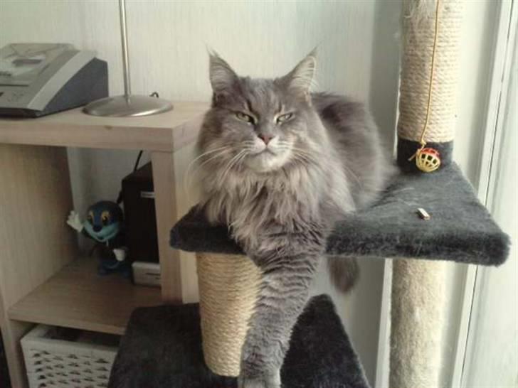 Maine Coon DK Maine Plays Jitterbug billede 13