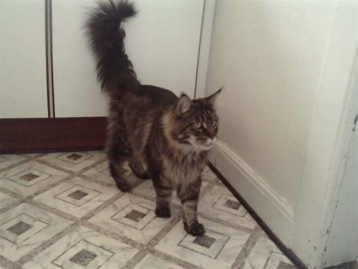 Maine Coon DK Maine Plays King Size billede 5