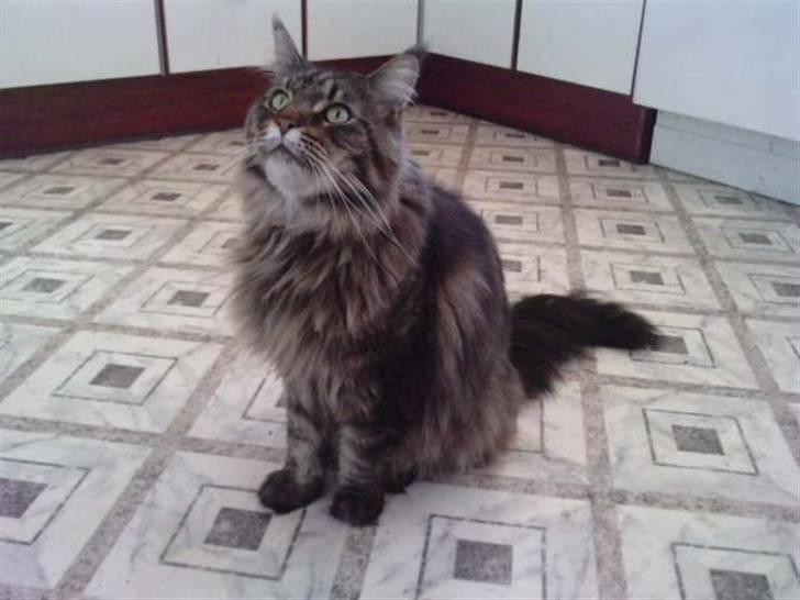 Maine Coon DK Maine Plays King Size billede 6