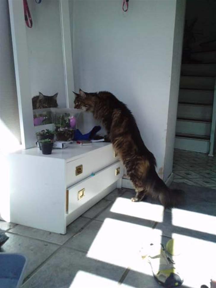 Maine Coon DK Maine Plays King Size billede 7