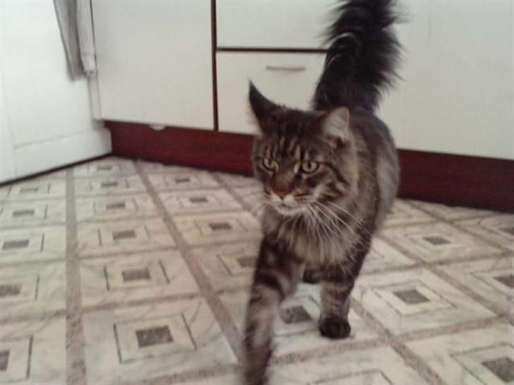 Maine Coon DK Maine Plays King Size billede 8