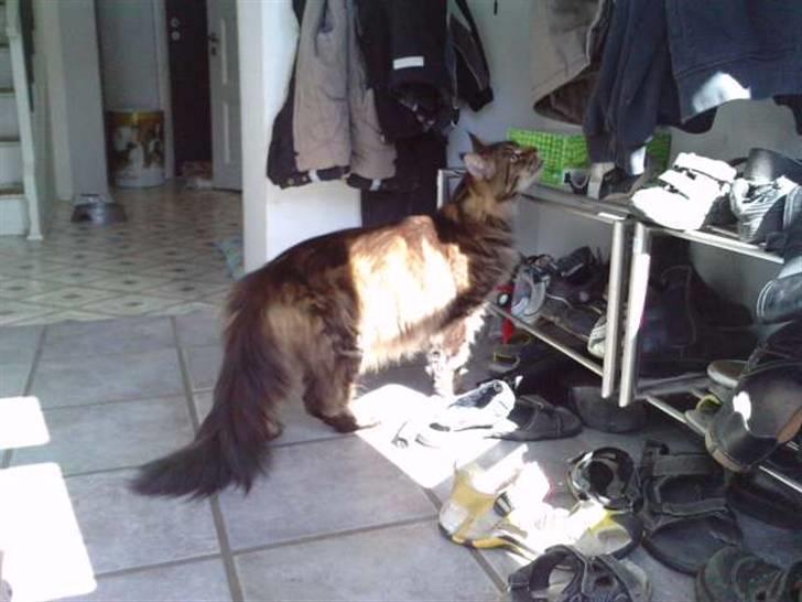 Maine Coon DK Maine Plays King Size billede 9