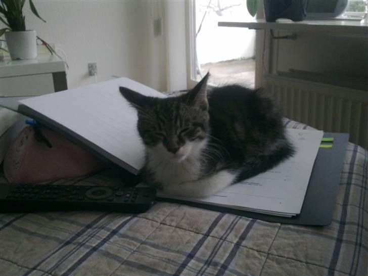 Blanding af racer <3 Toulouse <3 - Mor du behøver ik lave lektier lige nu billede 5