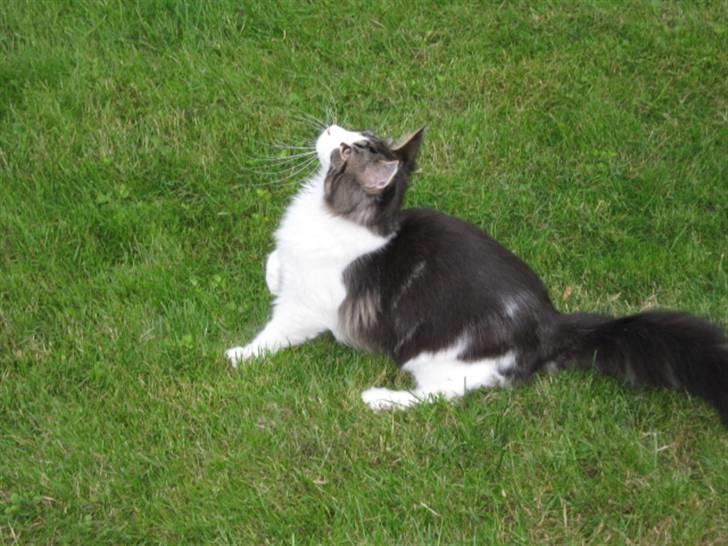 Maine Coon DK Vingsteds Firefly  billede 16