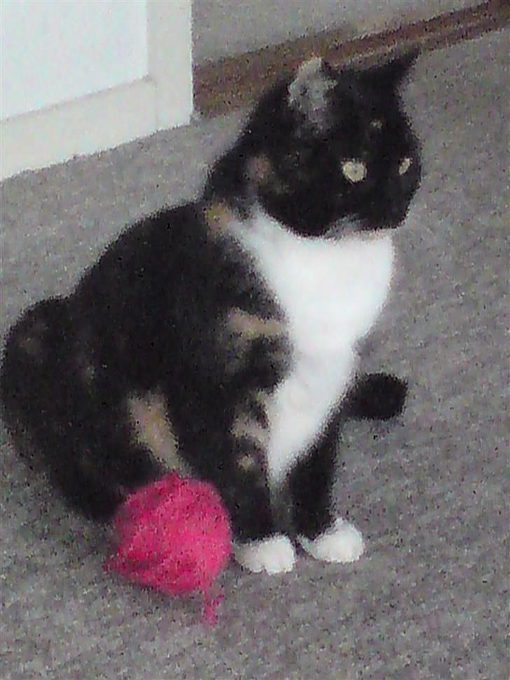 Huskat RONJA 'RØVERDATTER' - Nyt! billede 9