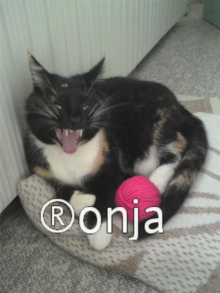 Huskat RONJA 'RØVERDATTER' - Nyt! Gæt og grimasser. Hvem er jeg? ;D billede 10