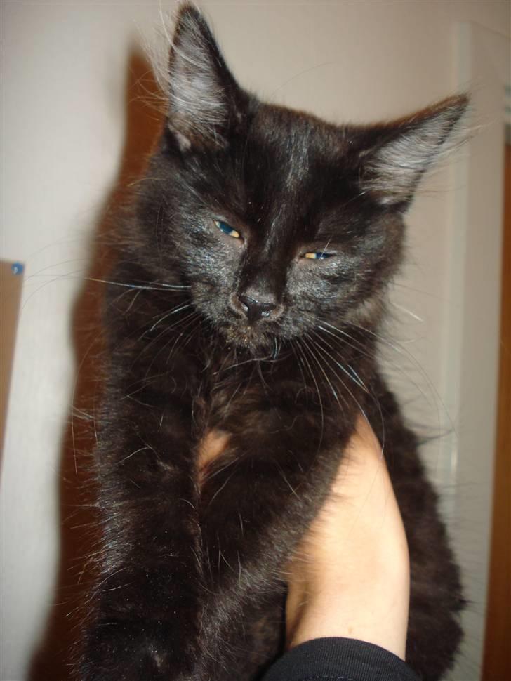 Blanding af racer Savannah - Smukke Savannah som er blevet stor :D billede 7