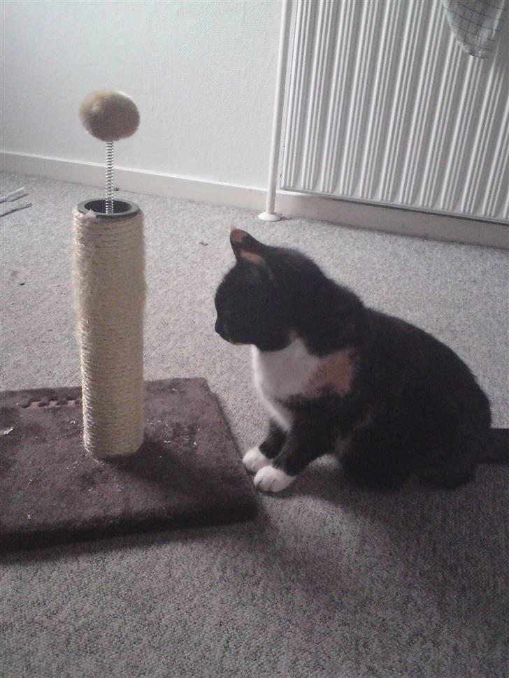 Huskat RONJA 'RØVERDATTER' - Nyt! Elsker mit krassetræ! (: billede 11