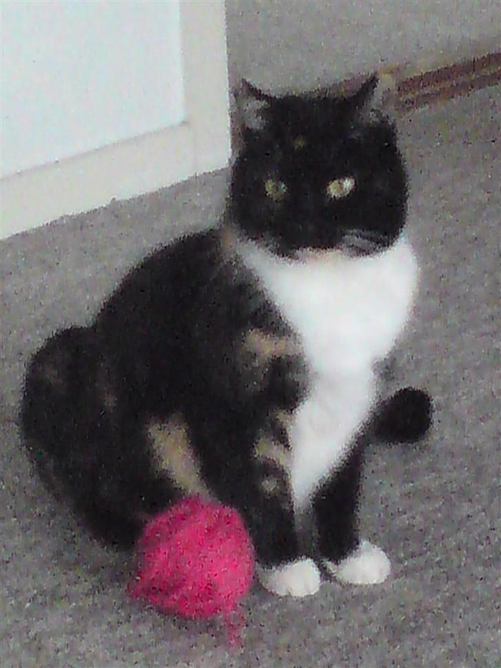 Huskat RONJA 'RØVERDATTER' - Nyt! Tak fordi du kiggede forbi mig. (: billede 12