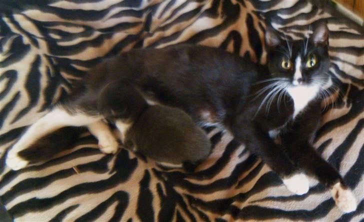 Blanding af racer Minni  - velkommen til minnis profil billede 1