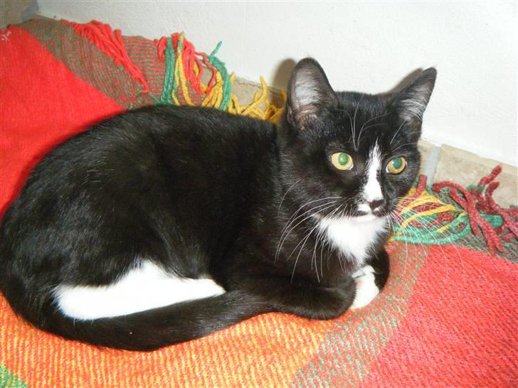 Blanding af racer Minni  billede 2