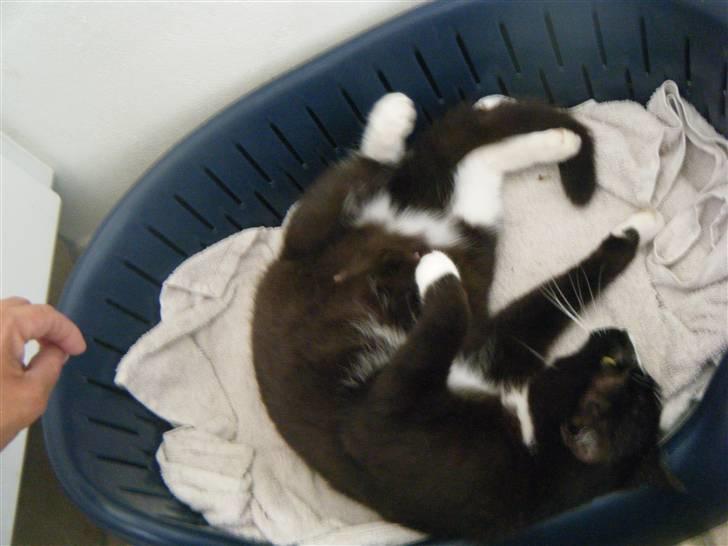 Blanding af racer Minni  billede 3