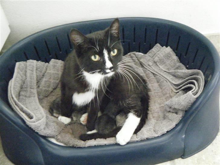 Blanding af racer Minni  billede 4