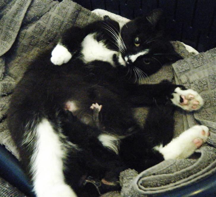 Blanding af racer Minni  billede 5