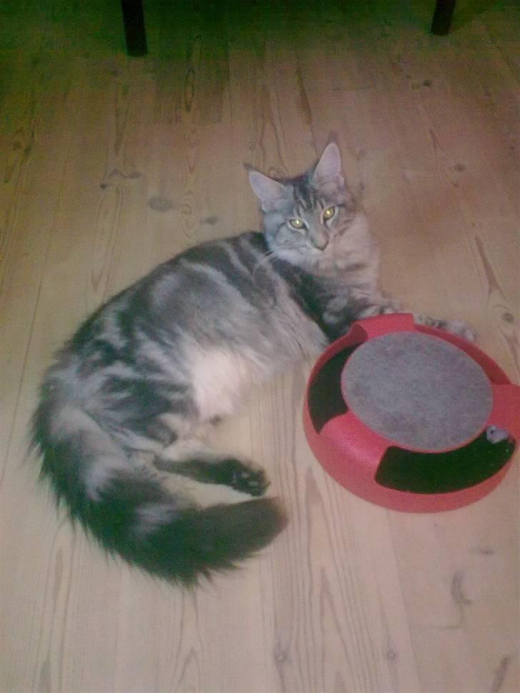 Maine Coon Maximus R.I.P. - ynglings legetøjet billede 16