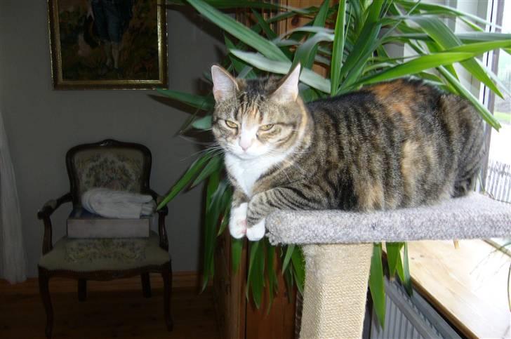 Huskat Mikki billede 1