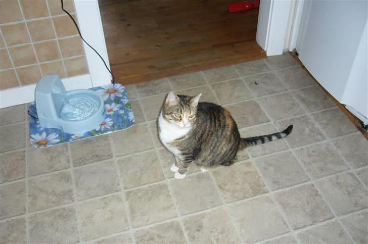 Huskat Mikki billede 2