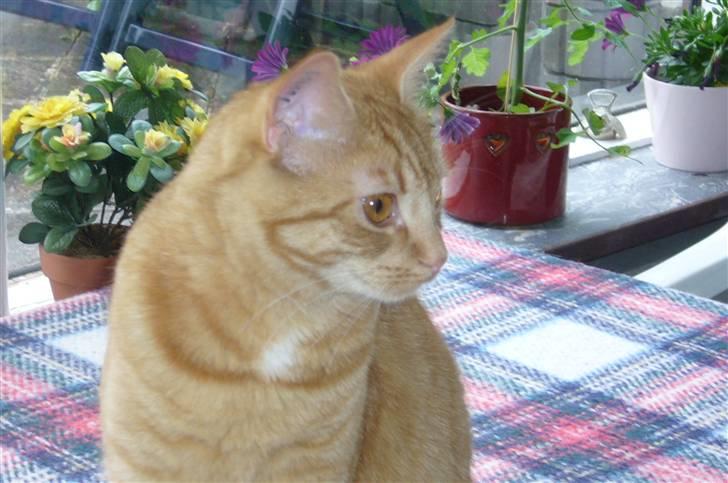 Huskat Mille billede 1